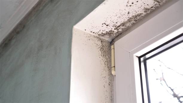 Best Residential Mold Removal  in Stow, OH