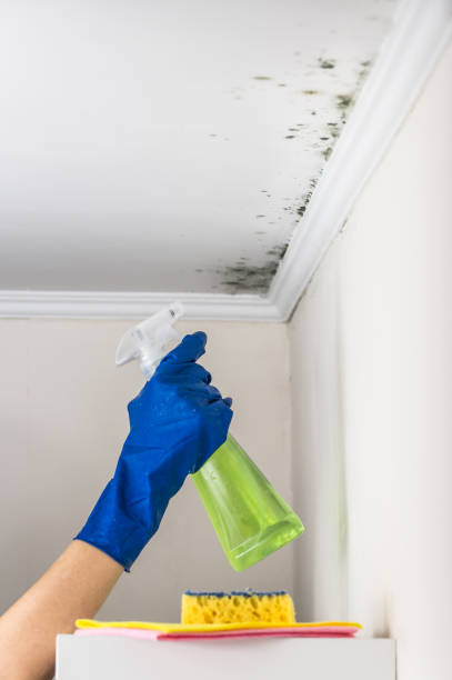 Best Toxic Mold Removal  in Stow, OH